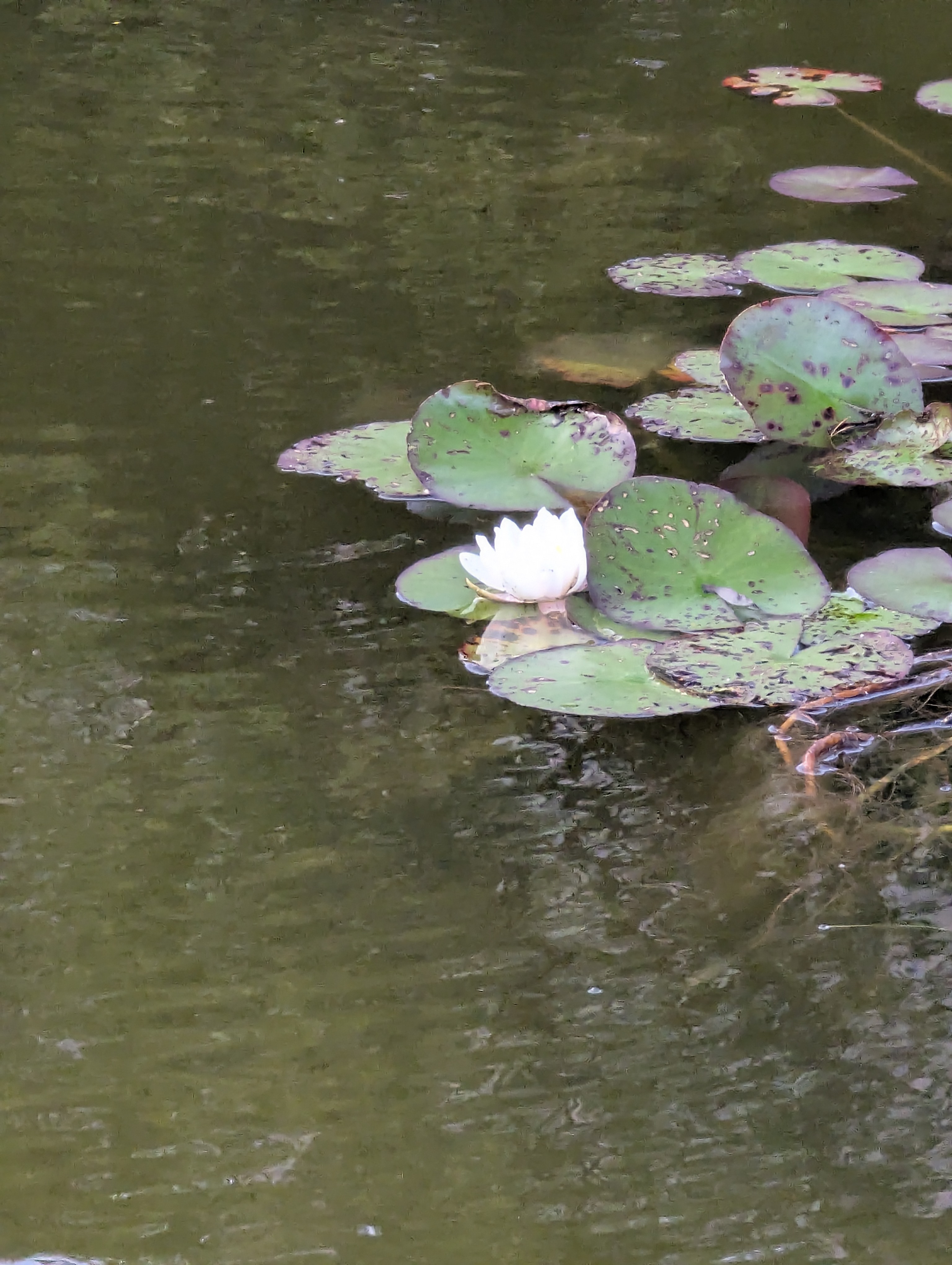 Lyngby,DTU, SSPC, Denmark